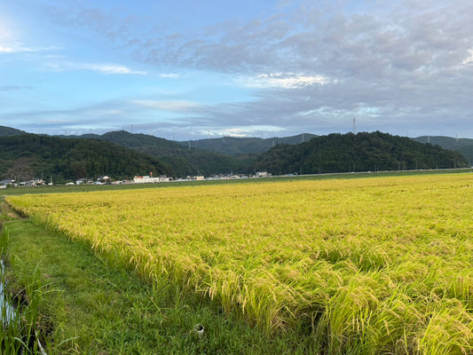 令和8年度新米30ｋｇ【限定10袋】宮城県産ササニシキ米100％玄米
