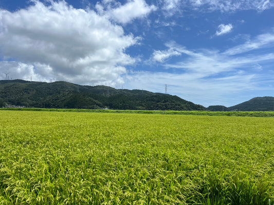 令和8年度新米30ｋｇ【限定10袋】宮城県産ササニシキ米100％玄米